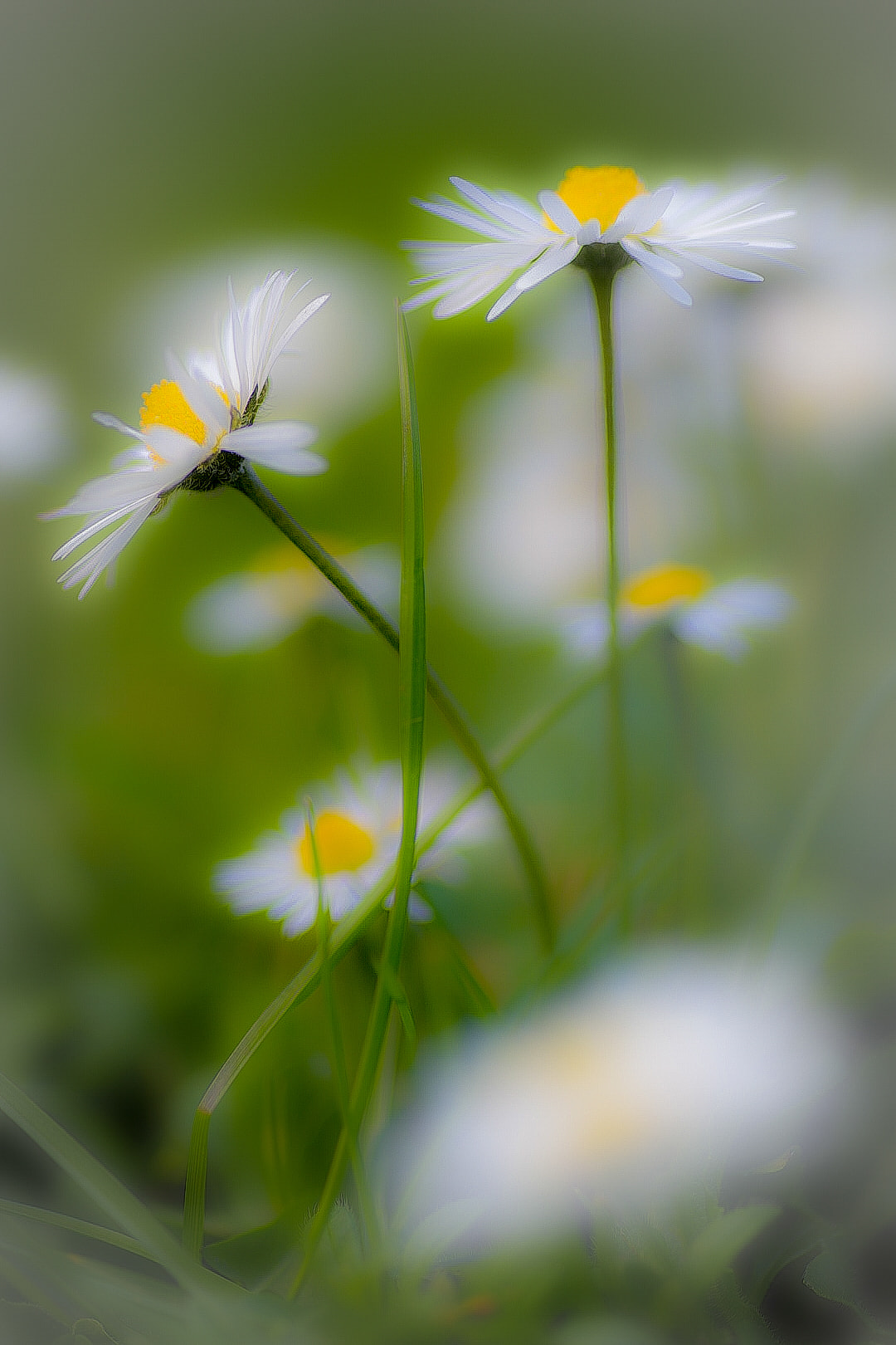 White Daisy flowers